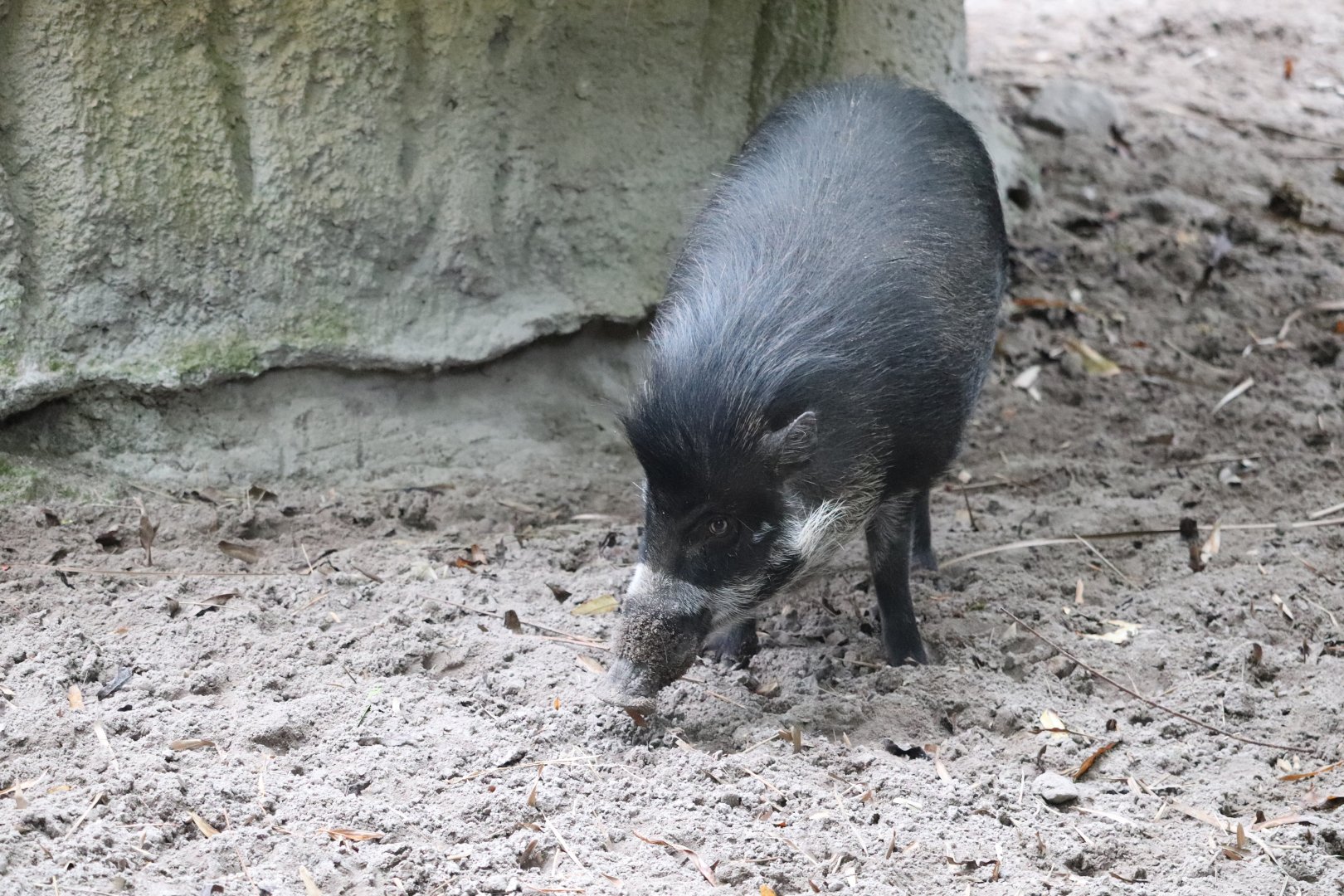 Land of the Tiger - Visayan Warty Pig