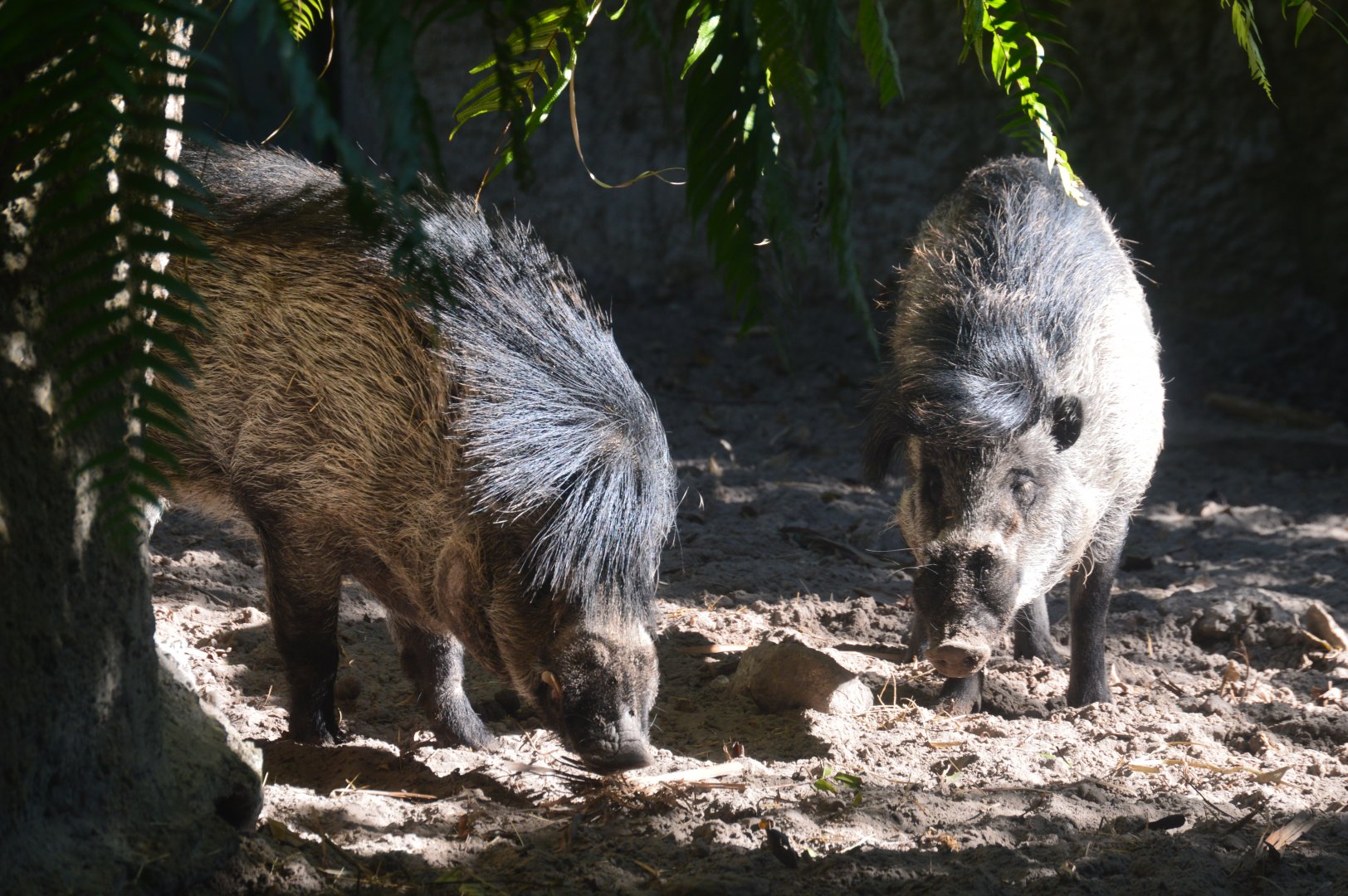 Land of the Tiger - Visayan Warty Pig