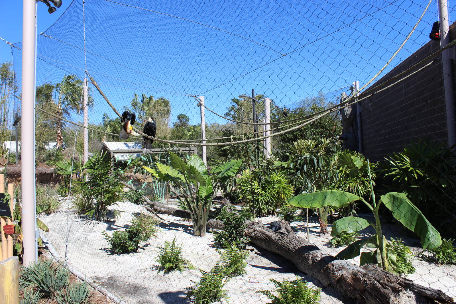 Land of the Tiger - Wreathed Hornbill Exhibit