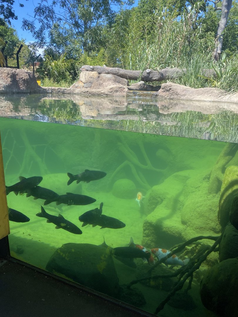 Land of the Tigers 100722