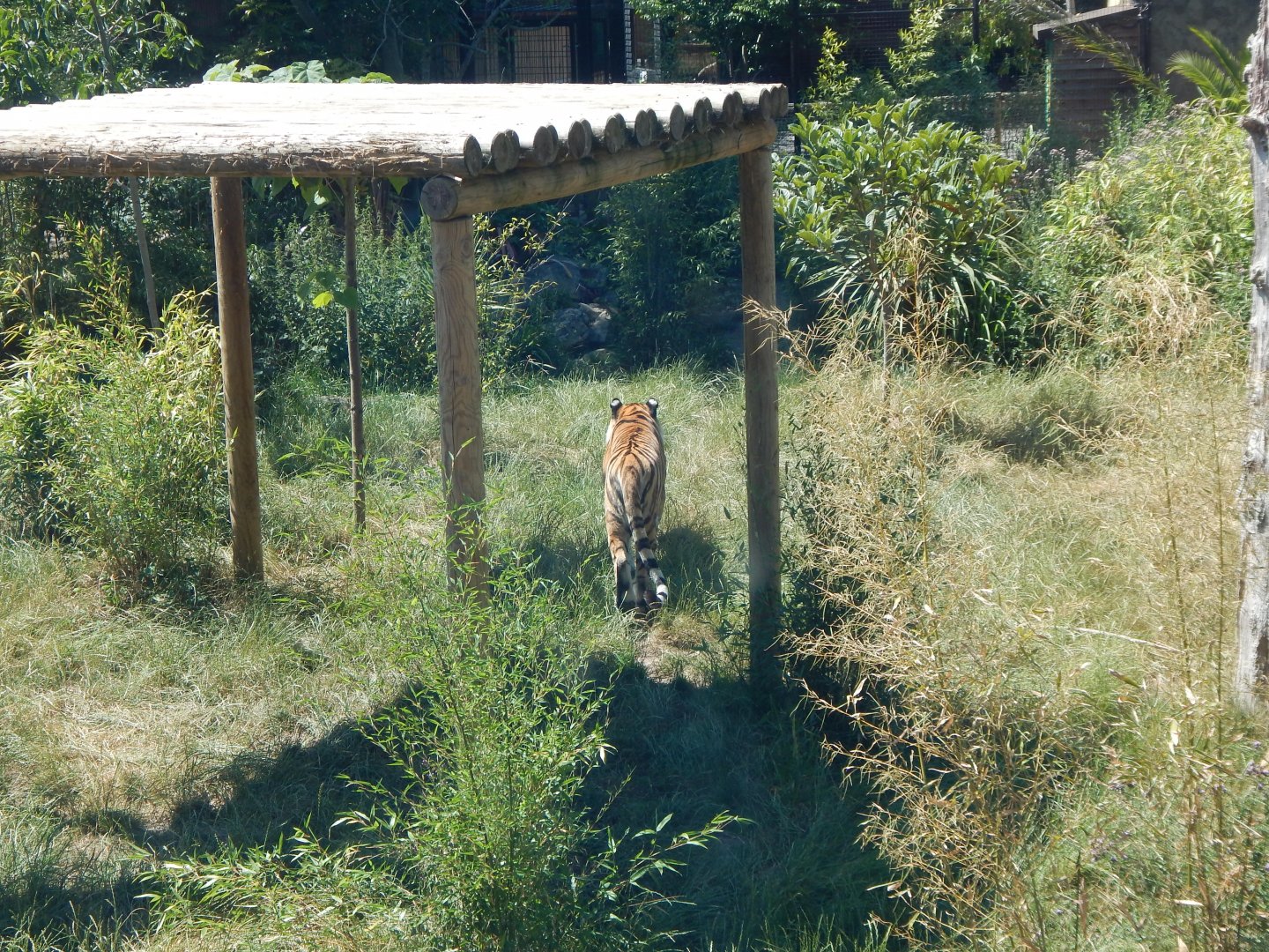 Land of the Tigers 100722