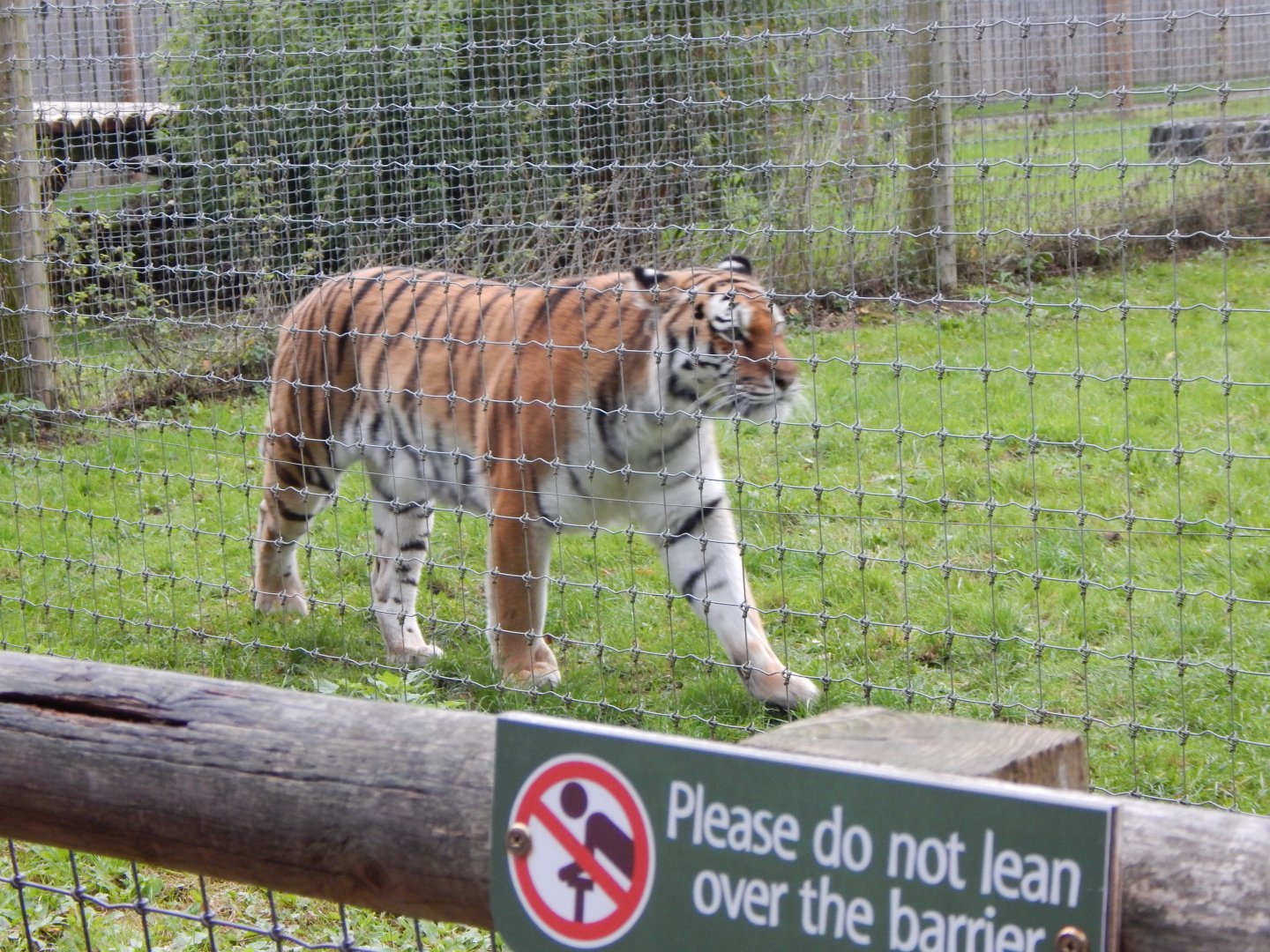 Land of the Tigers - Siberian tiger 121024