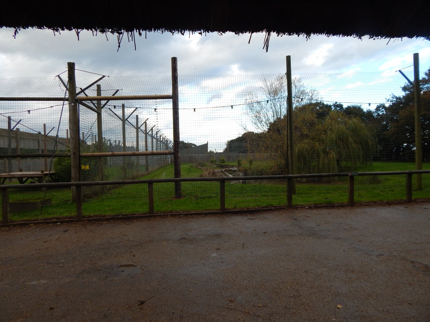 Land of the Tigers - Siberian tiger habitat 121024