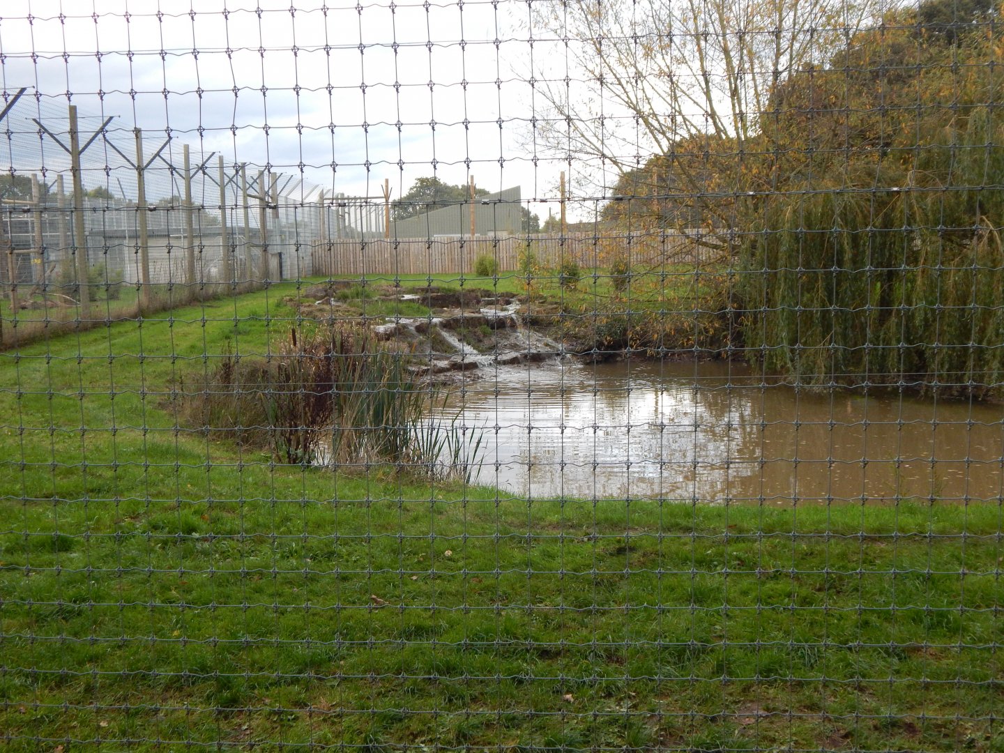 Land of the Tigers - Siberian tiger habitat 121024
