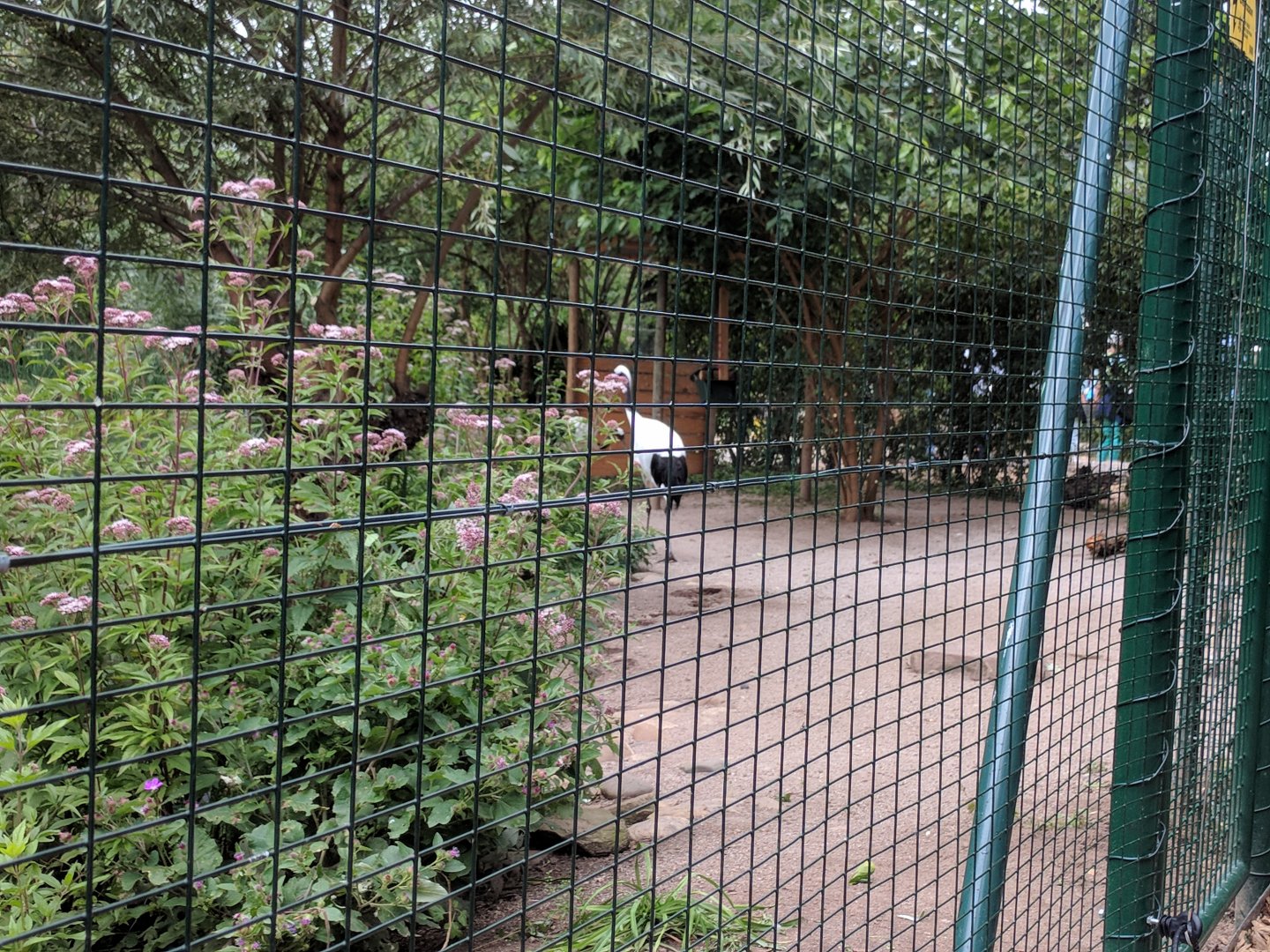 Land Part of Geysir Lake