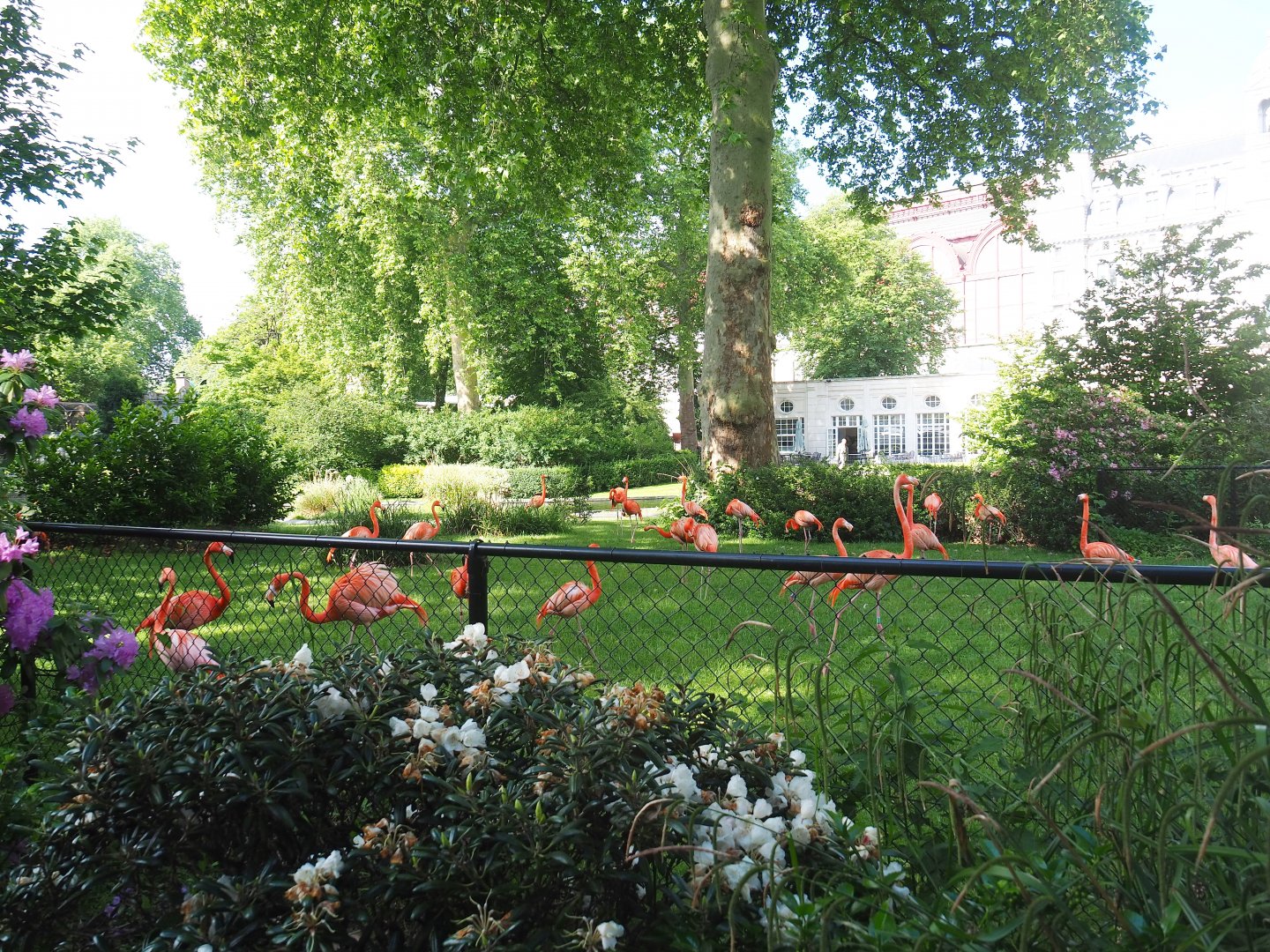 Land portion of the American flamingo exhibit, 2022-05-26