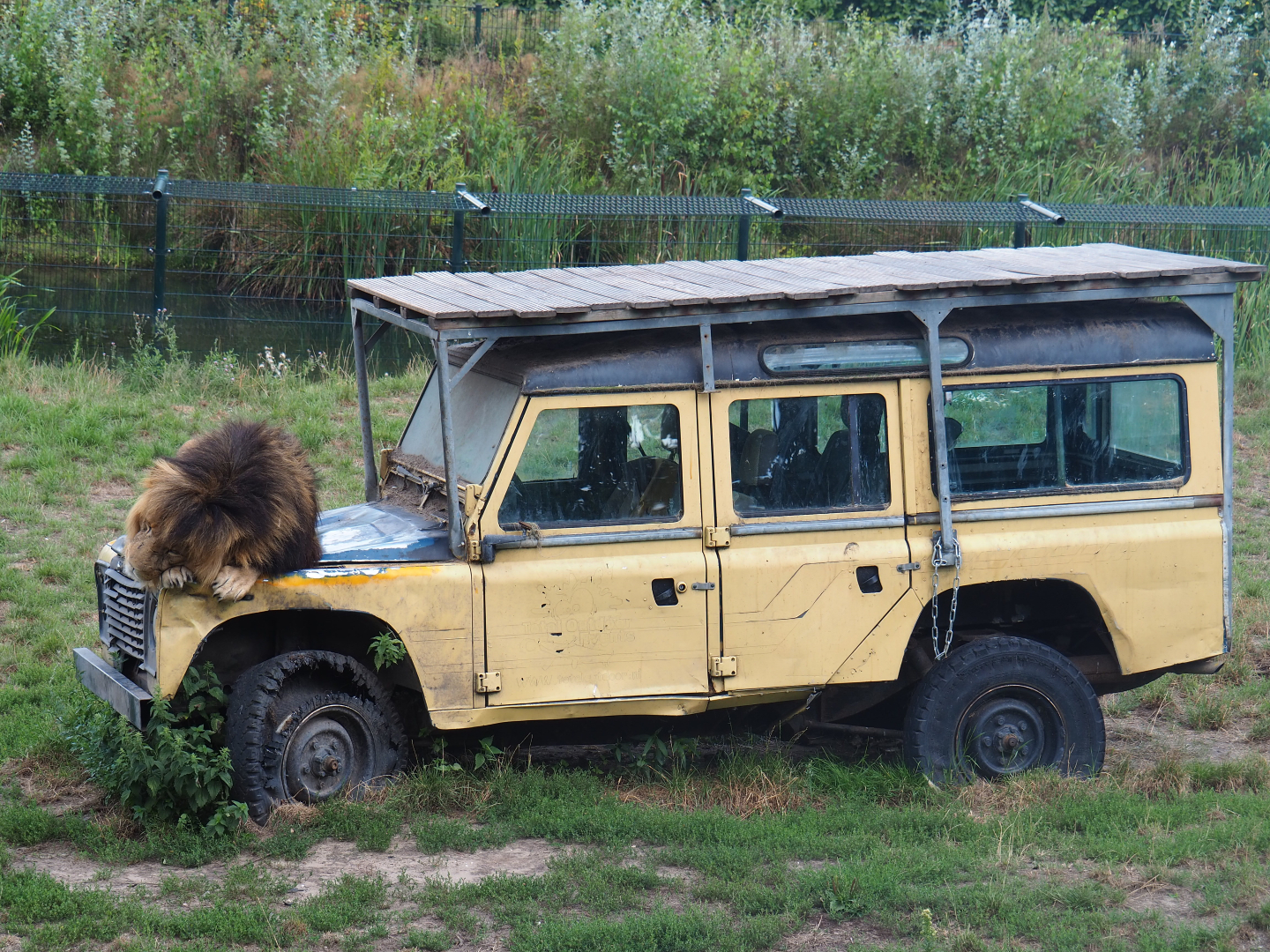 Land Rover in the African lion exhibit - With lion sleeping on the hood, 2019-08-11