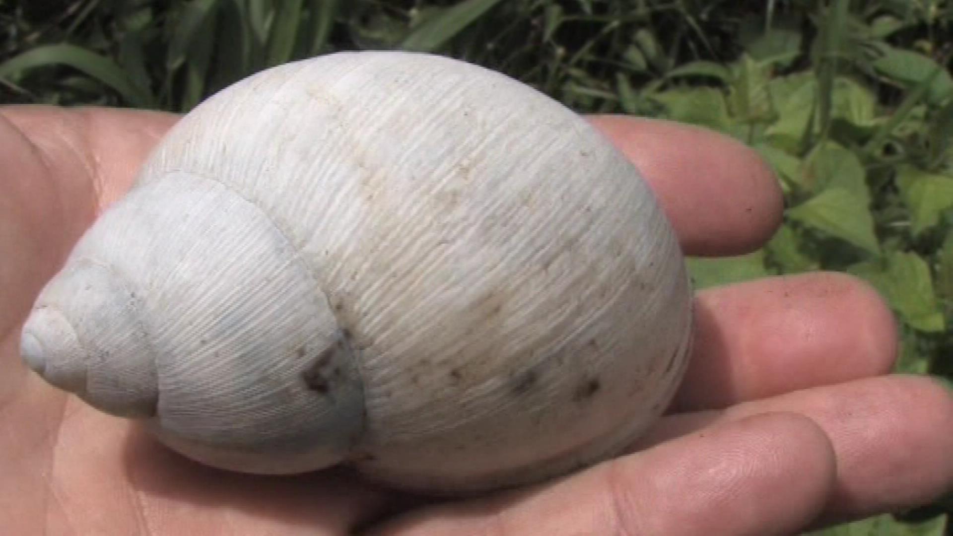 Land snail shell