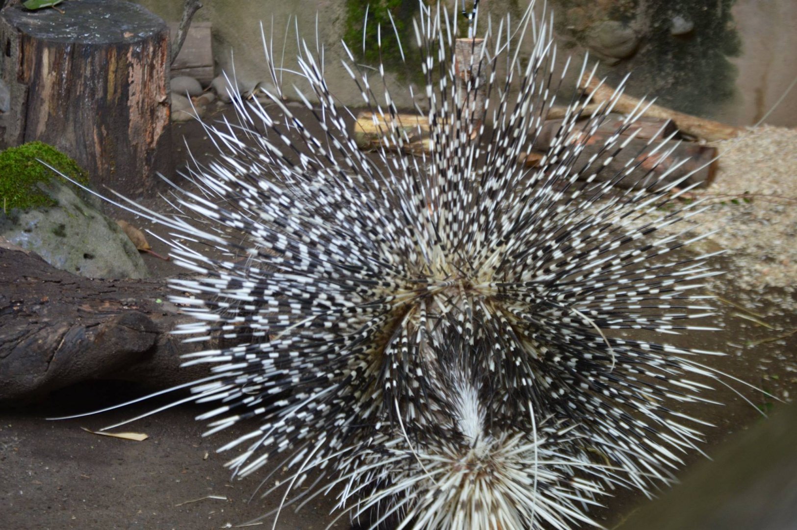 "Land Urchin" (Hystrix africaeaustralis)
