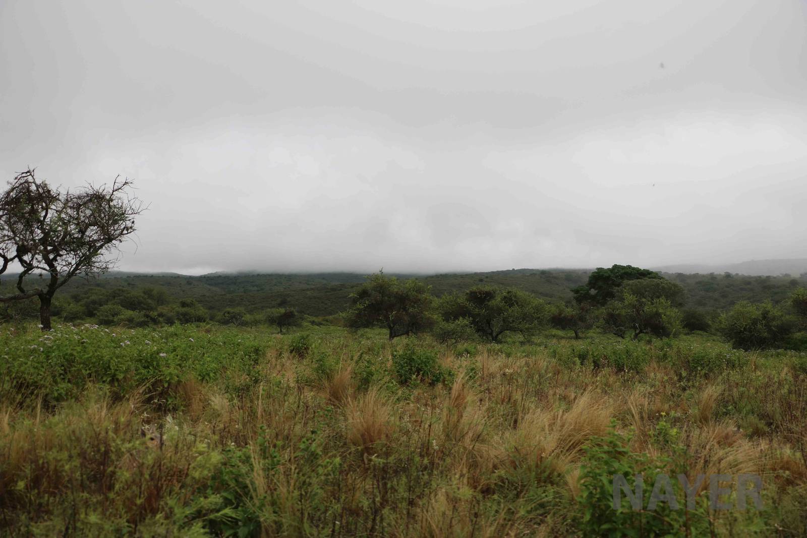 Landscape across the drive-through area - Tatu Carreta, April 2016.