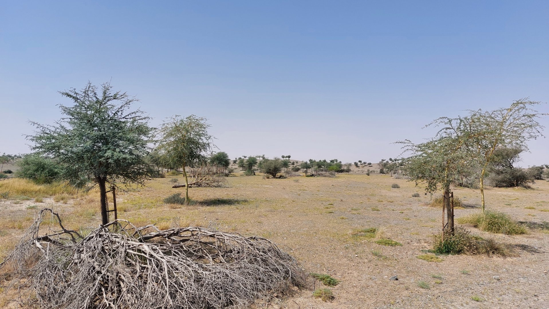 Landscape savanne area