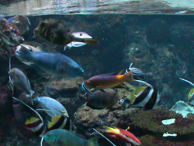 landscape tank 030910