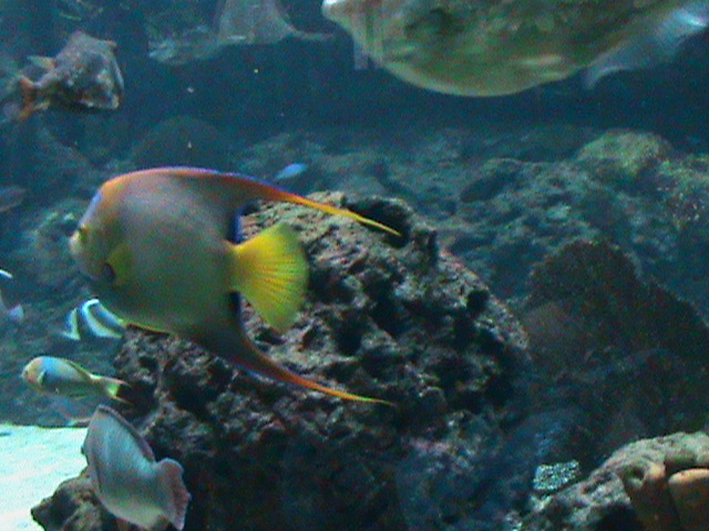 landscape tank 030910