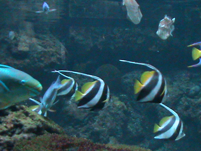 landscape tank 030910