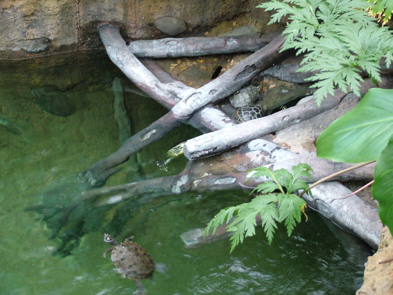 Landscaped area at Blue Reef Bristol 19/12/09