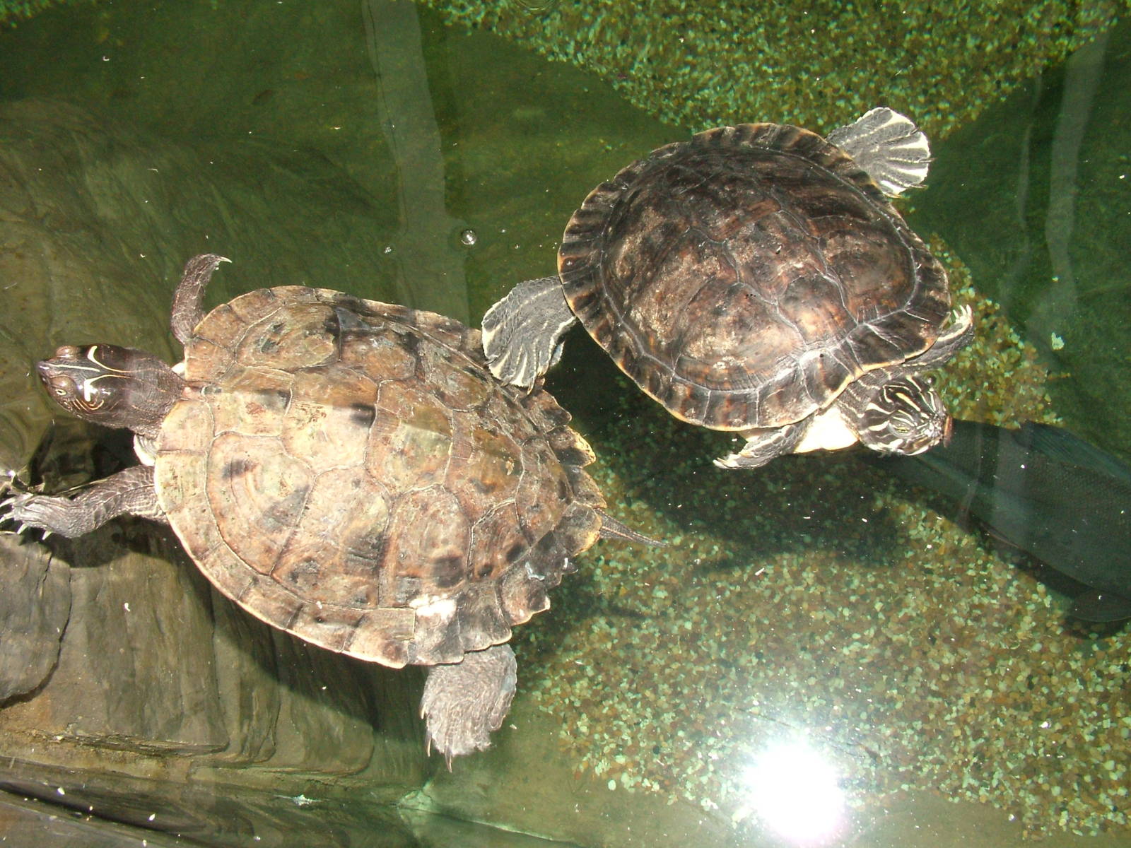 Landscaped area at Blue Reef Bristol 19/12/09