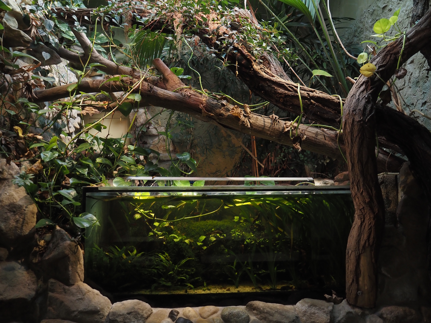 Landscaping and South American fish an Asian invertebrate tank in former indoor primate exhibit, 2025-05-22