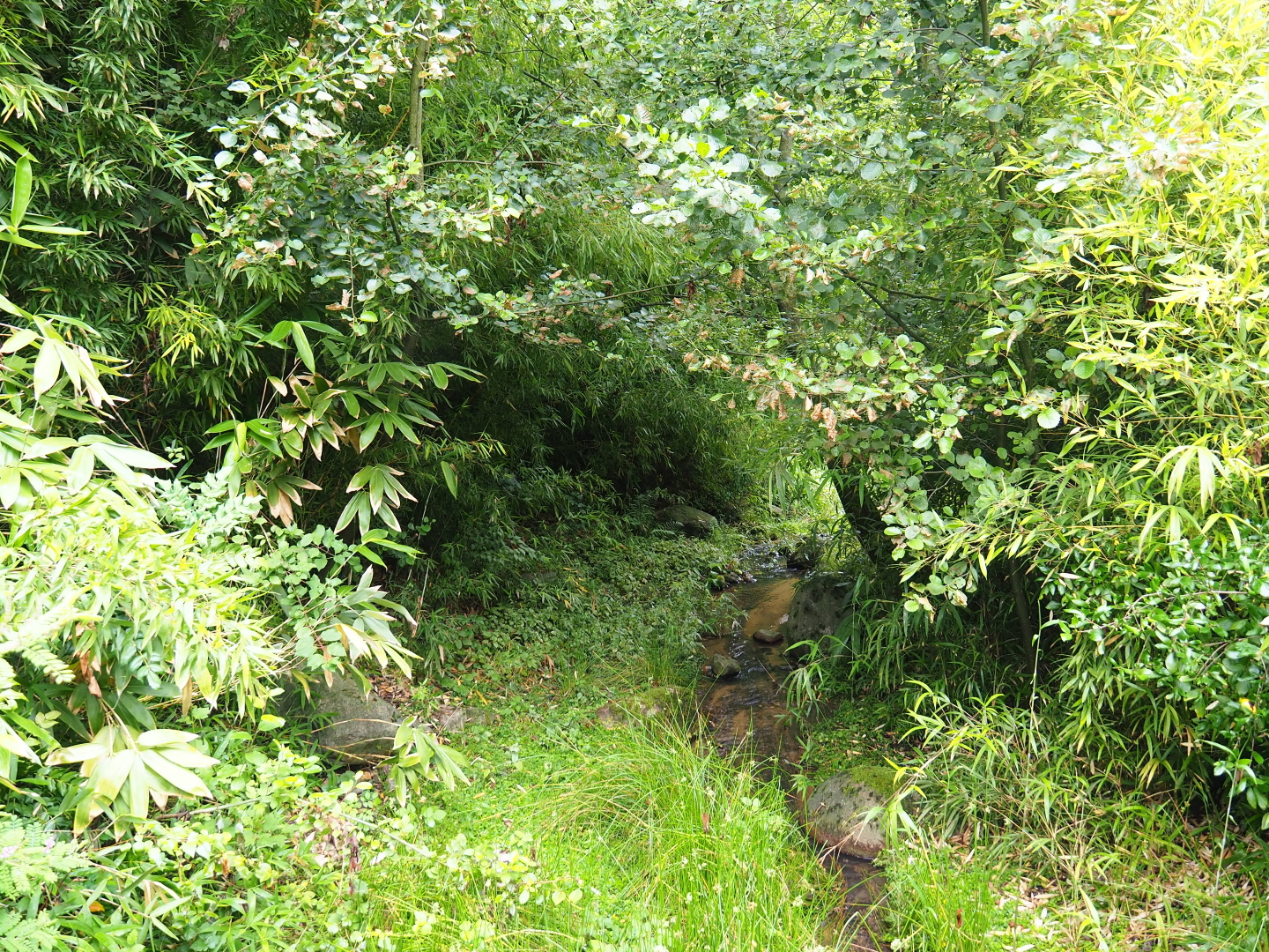 Landscaping in the entrance area, 2019-07-21