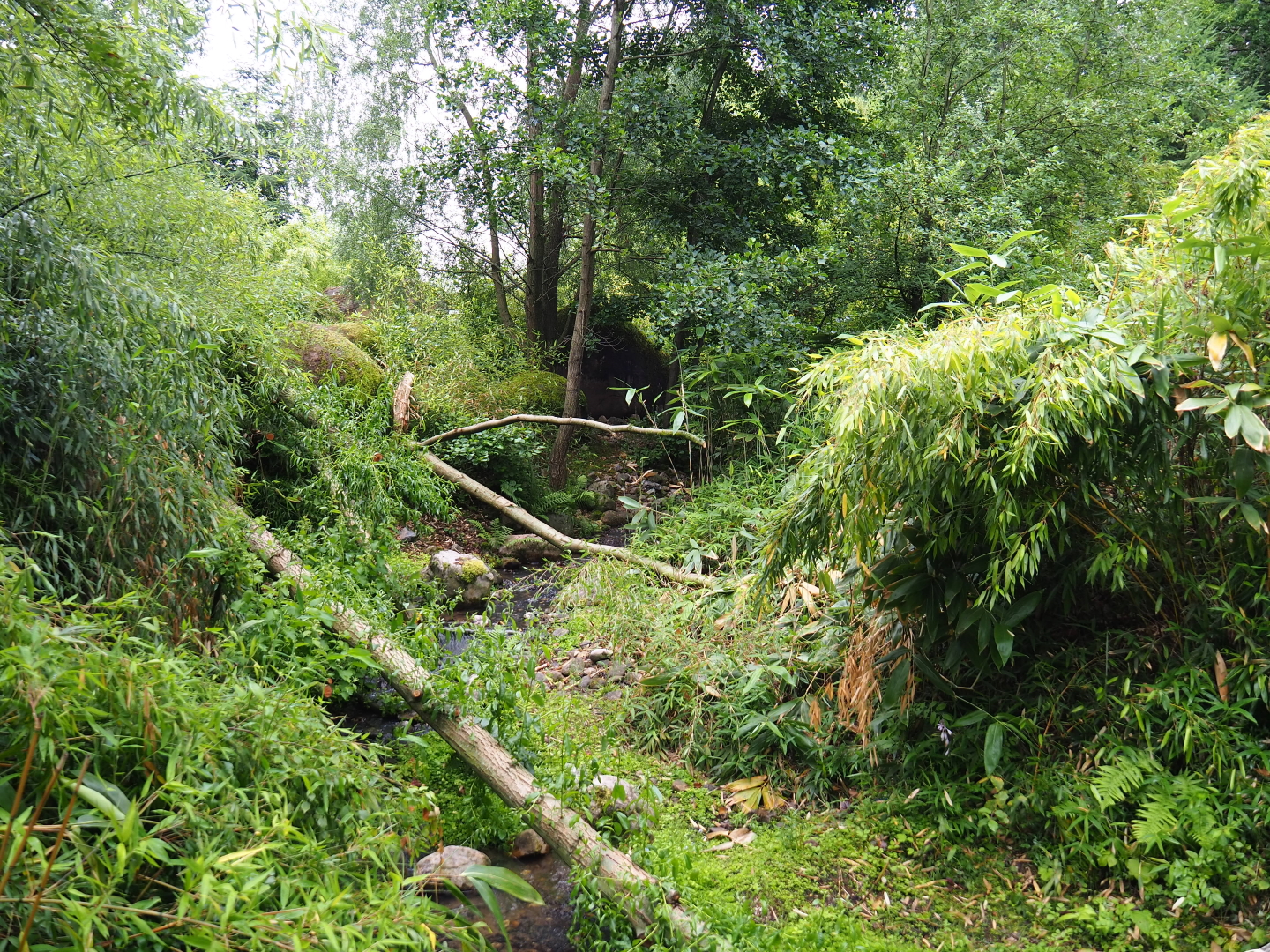 Landscaping in the entrance area, 2019-07-21