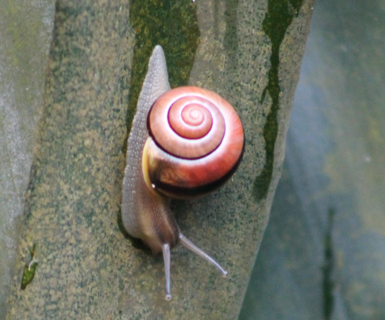Landsnail ID