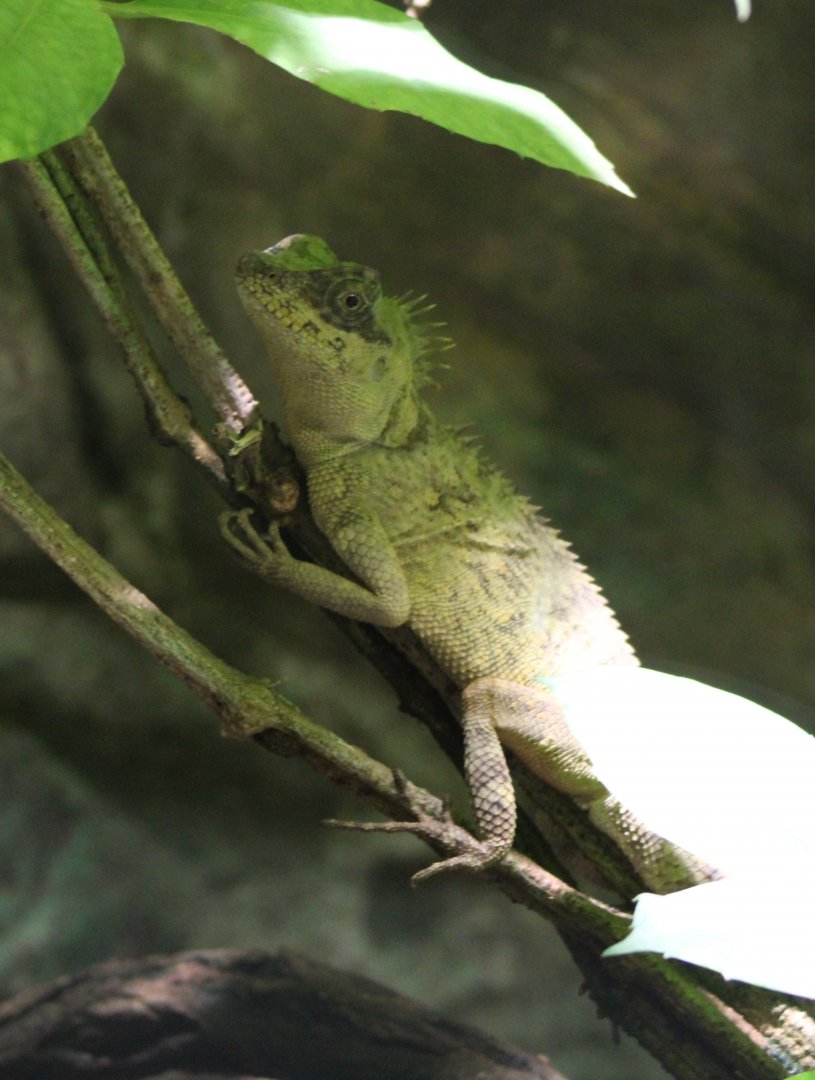 Langbian pricklenape - Acanthosaura murphyi