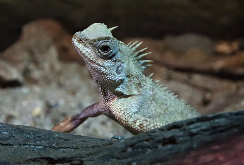 Langbian pricklenape (Acanthosaura murphyi)