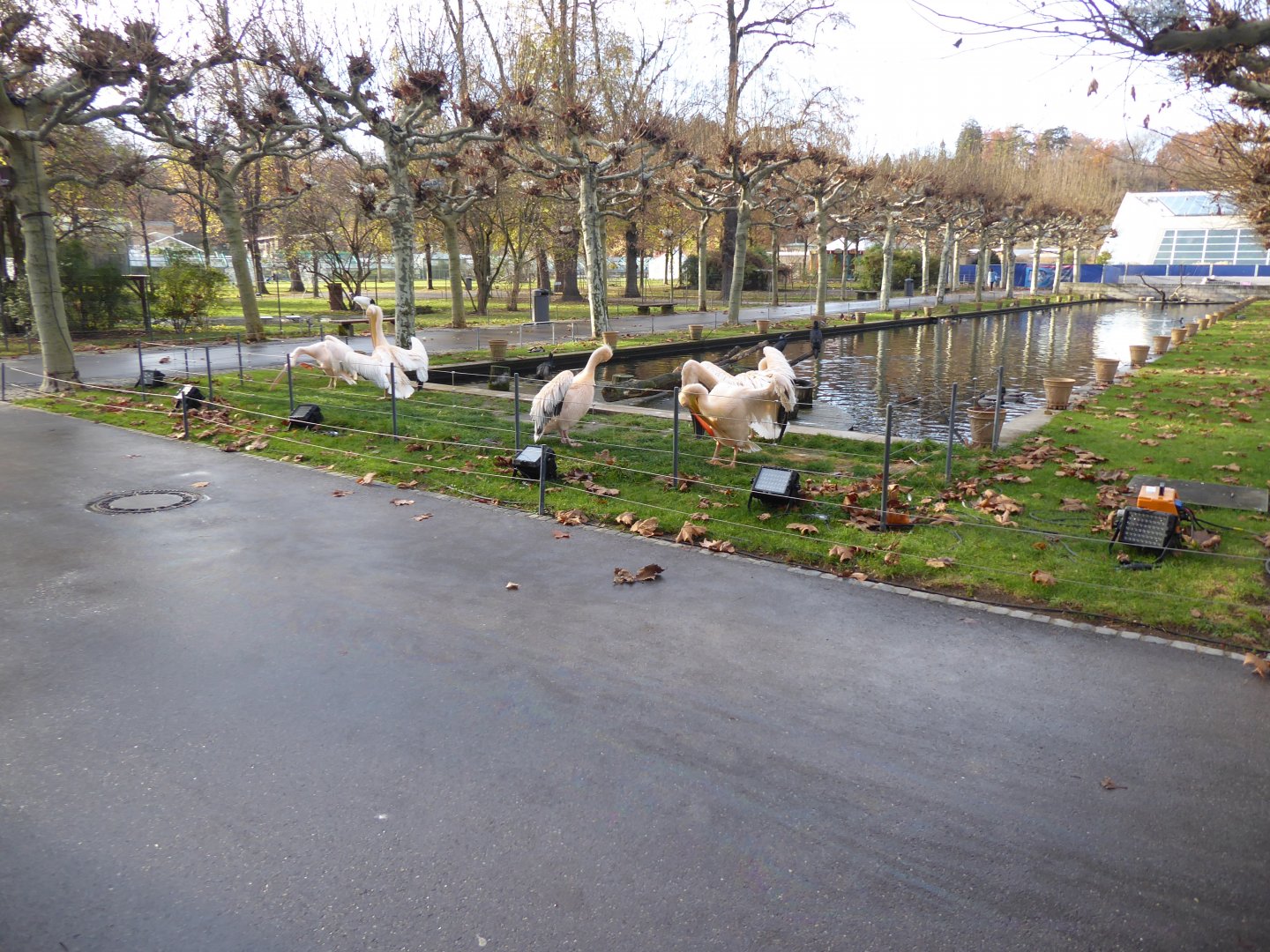 Langer See - Great white pelicans 011218
