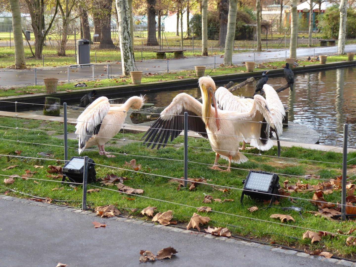 Langer See - Great white pelicans 011218