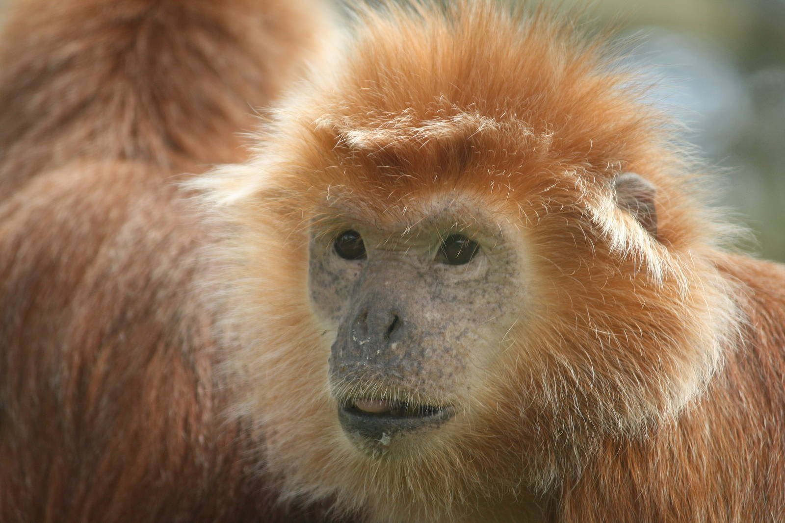 Langur 24 August 2010