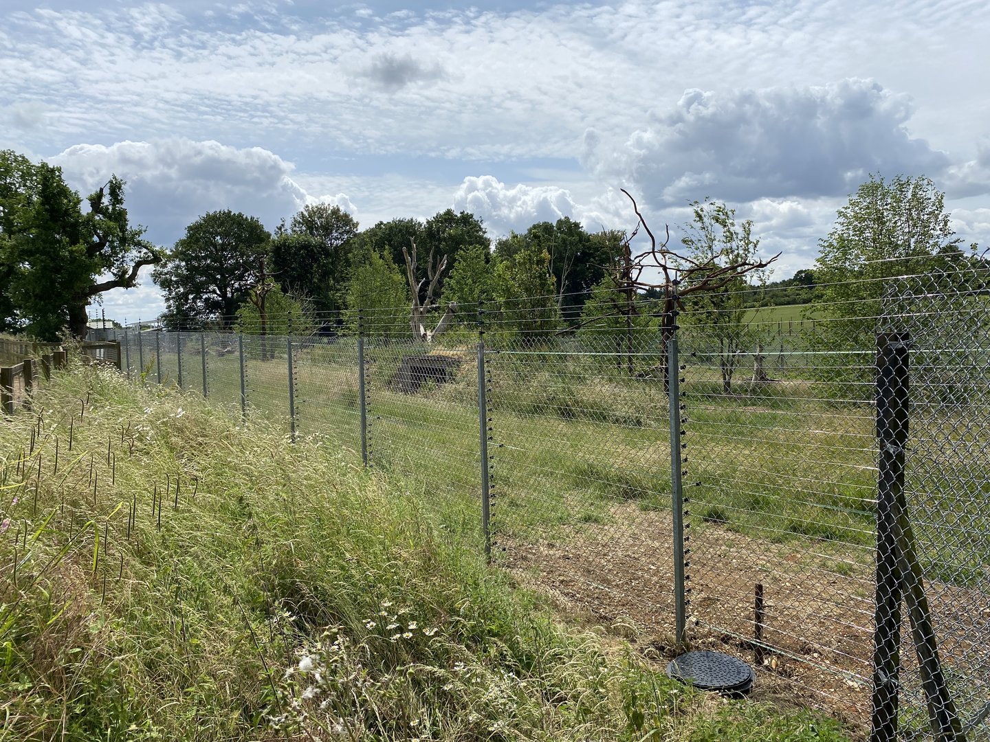 Langur and babirusa enclosure whipsnade