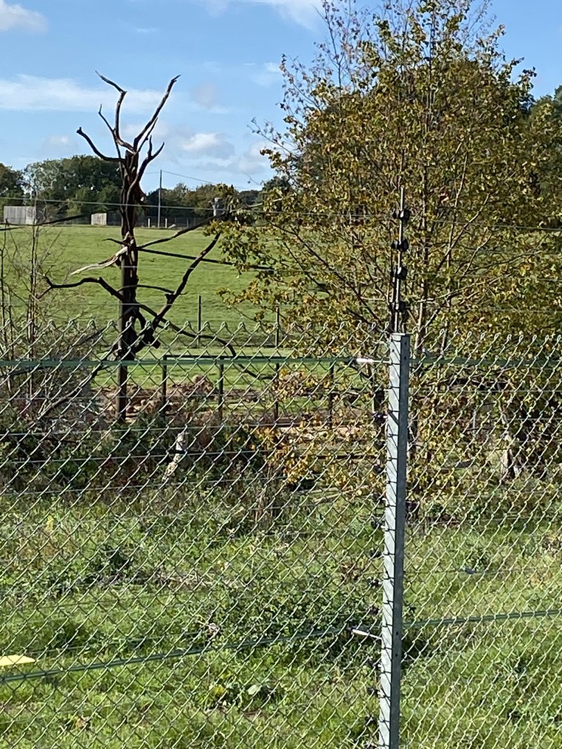 Langur and Babirusa, frames for glass viewing from new monkey forest path, Whipsnade, UK