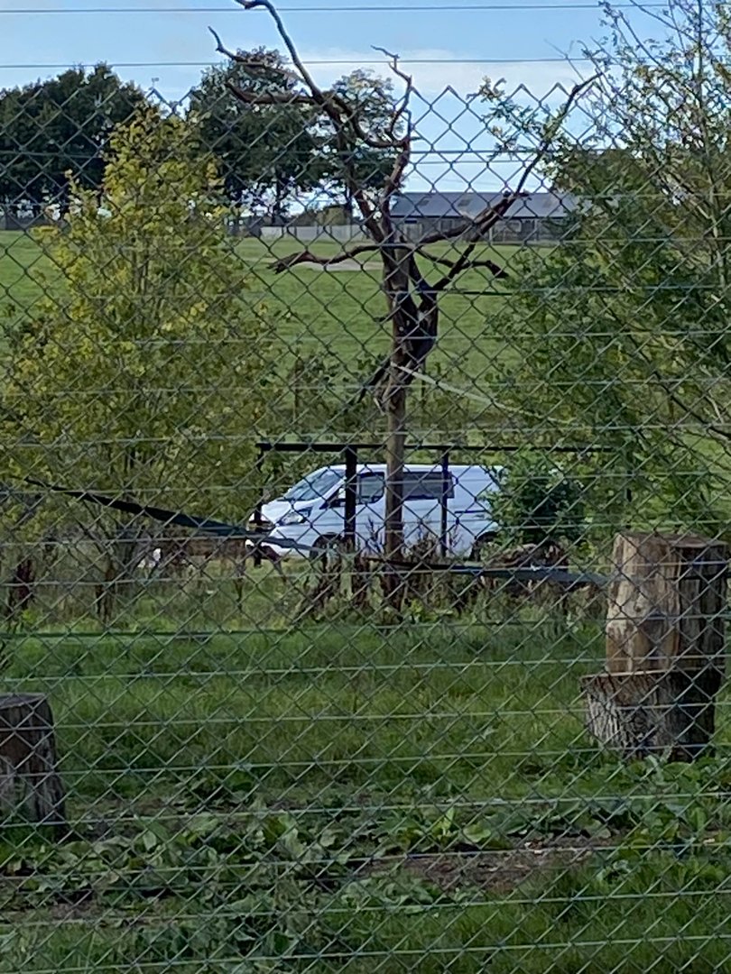 Langur and Babirusa, frames for glass viewing from new monkey forest path, Whipsnade, UK