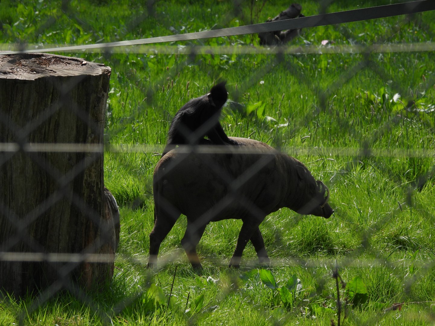 Langur & Babirusa