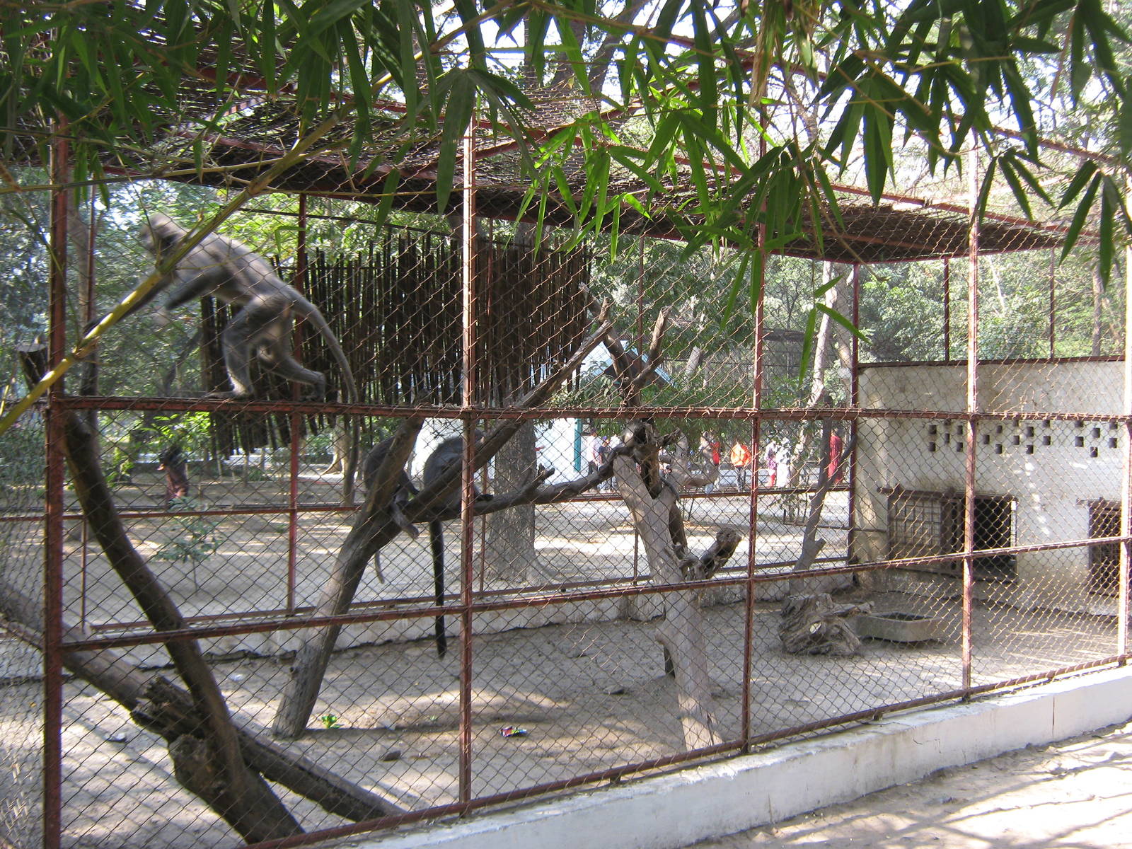 langur cage