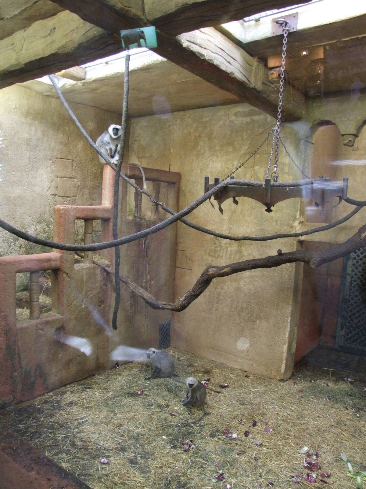 Langur Exhibit at Hannover, 23/03/13