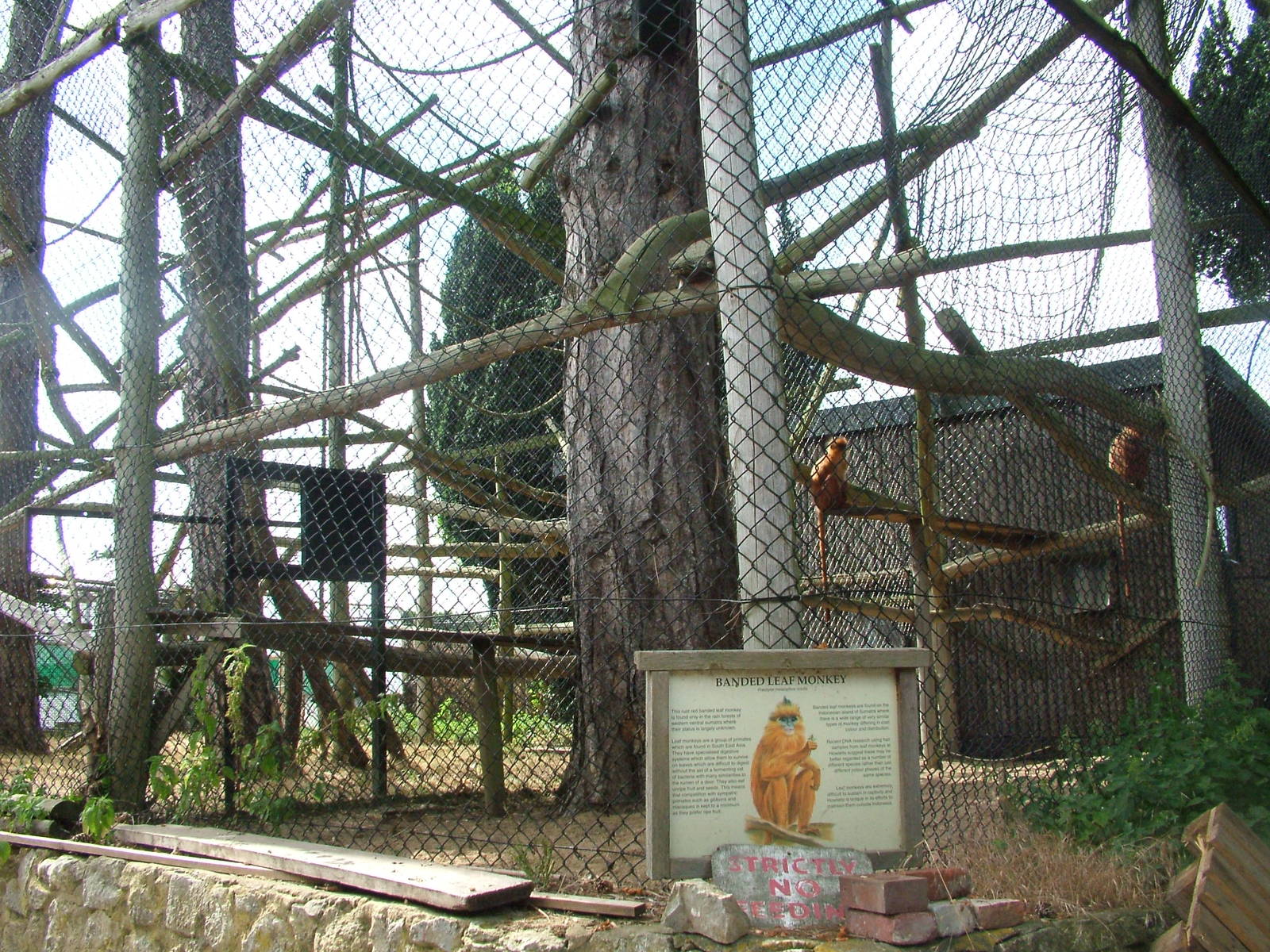 Langur Exhibit at Howletts, 31/07/10