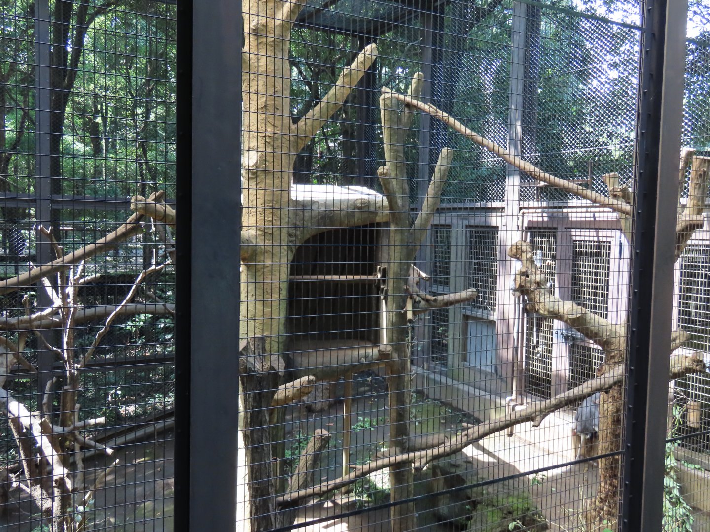 Langur exhibit