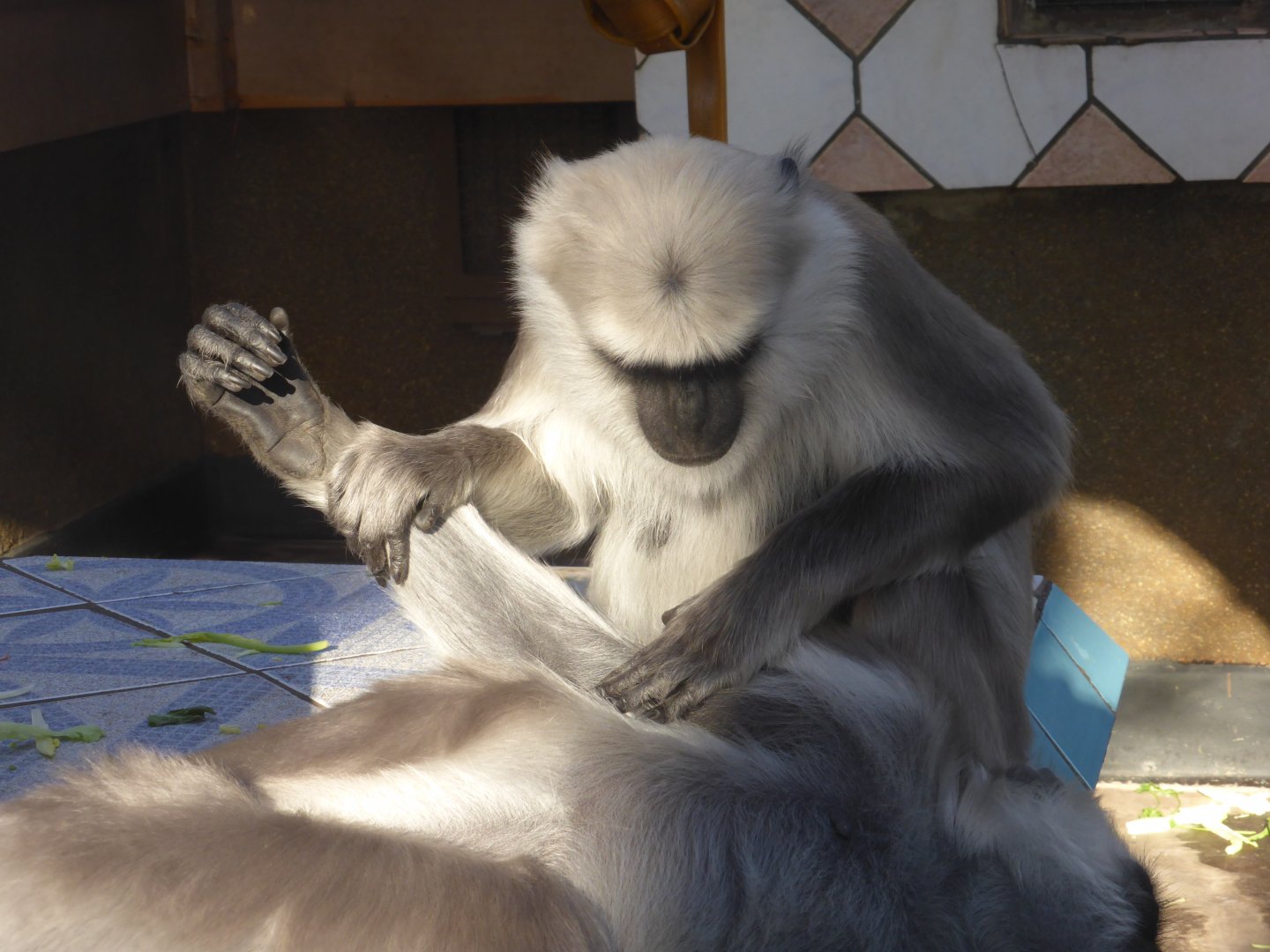 Langur grooming