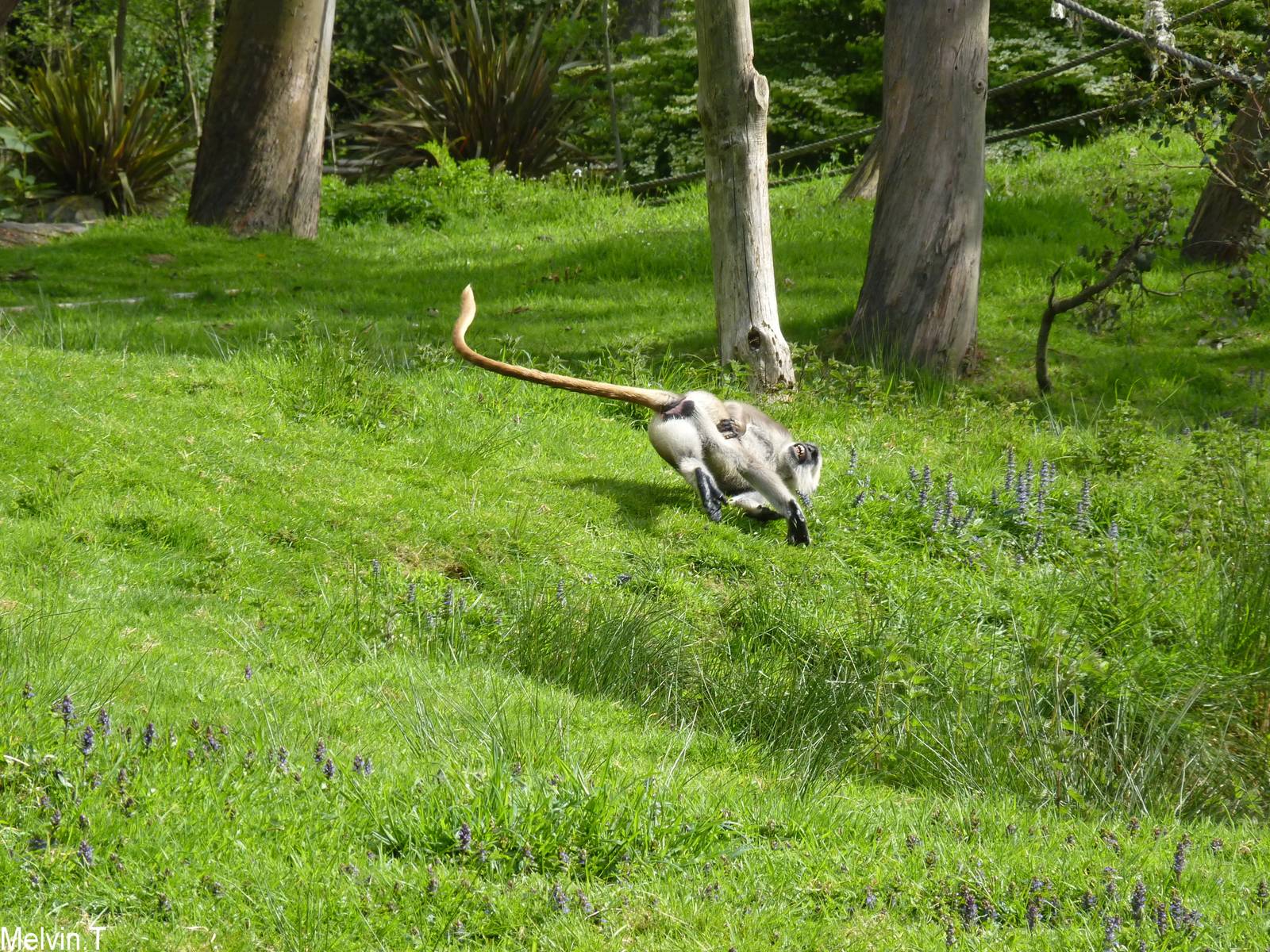 Langur Hanuman / Northern plains gray langur (Semnopithecus entellus)