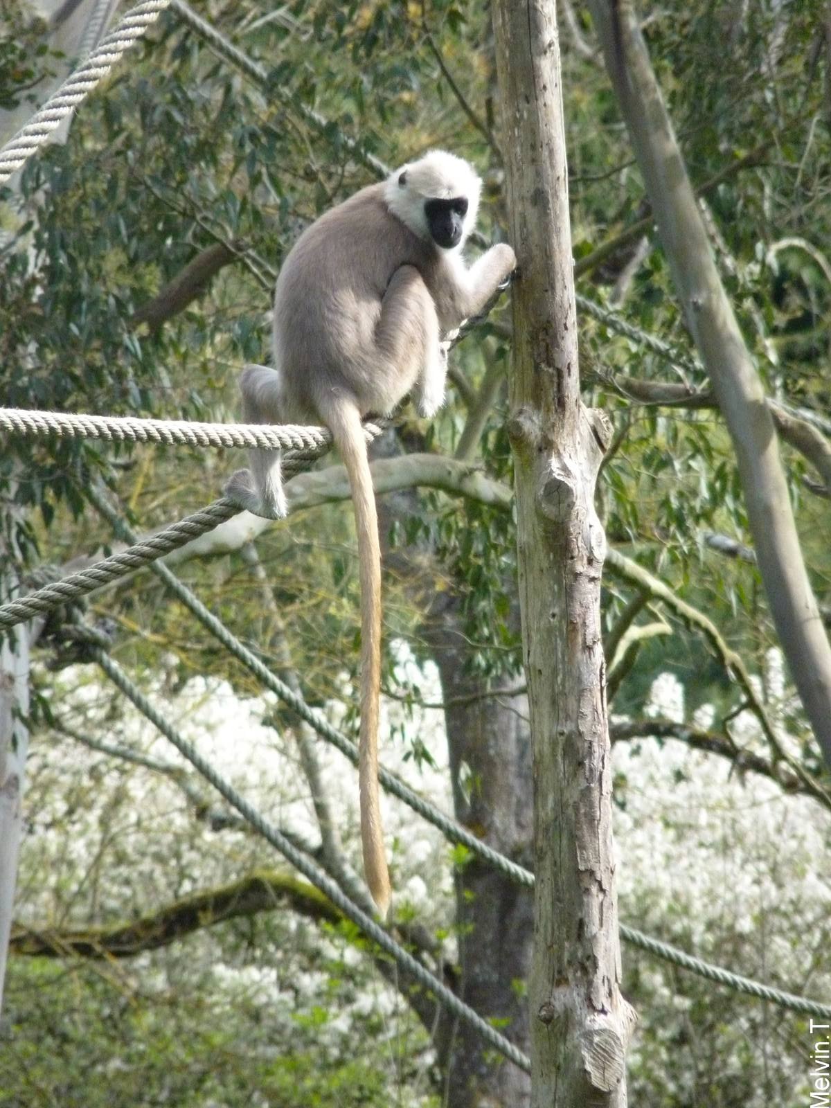 Langur Hanuman / Northern plains gray langur (Semnopithecus entellus)
