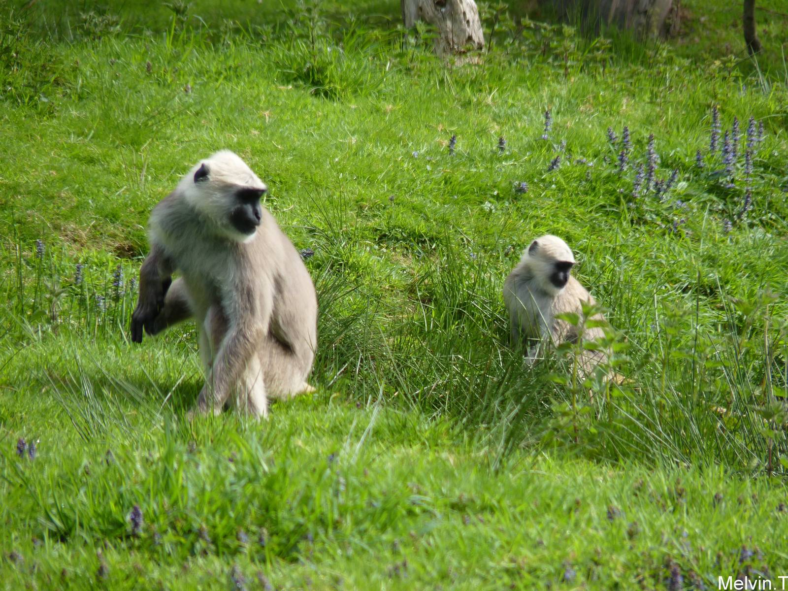 Langur Hanuman / Northern plains gray langur (Semnopithecus entellus)
