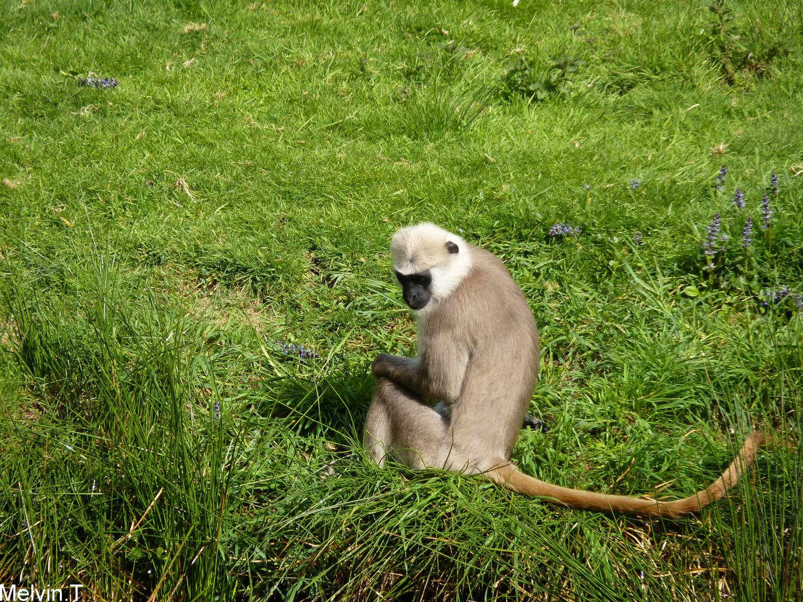 Langur Hanuman / Northern plains gray langur (Semnopithecus entellus)