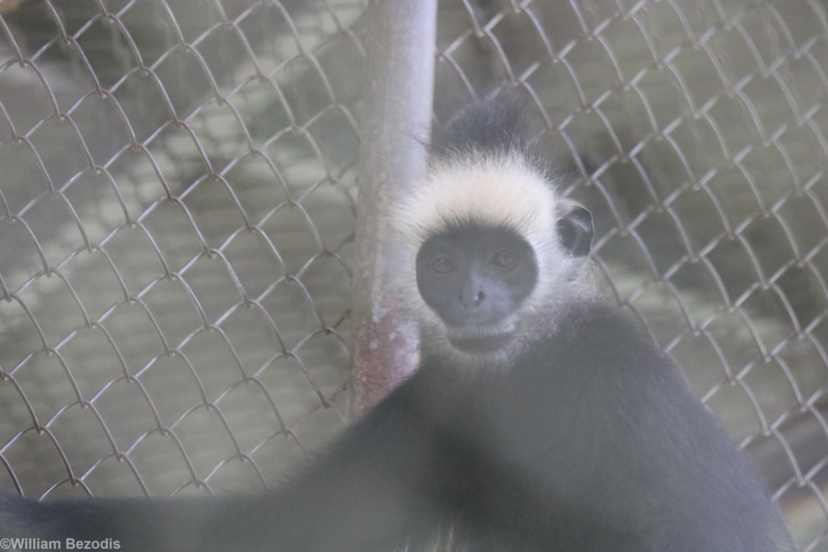 Langur ID? - Bang Pra Wildlife Breeding Centre