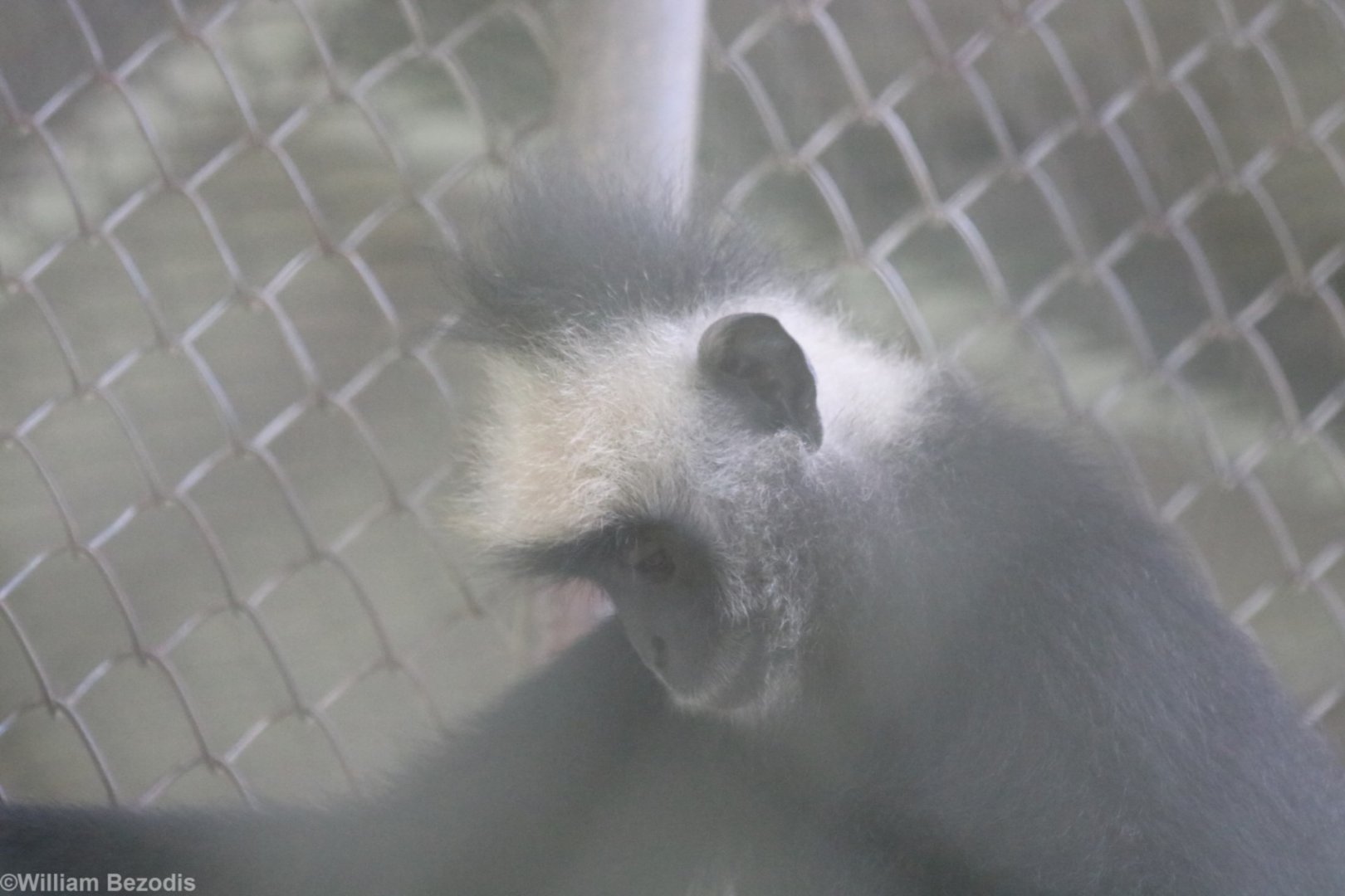 Langur ID? - Bang Pra Wildlife Breeding Centre