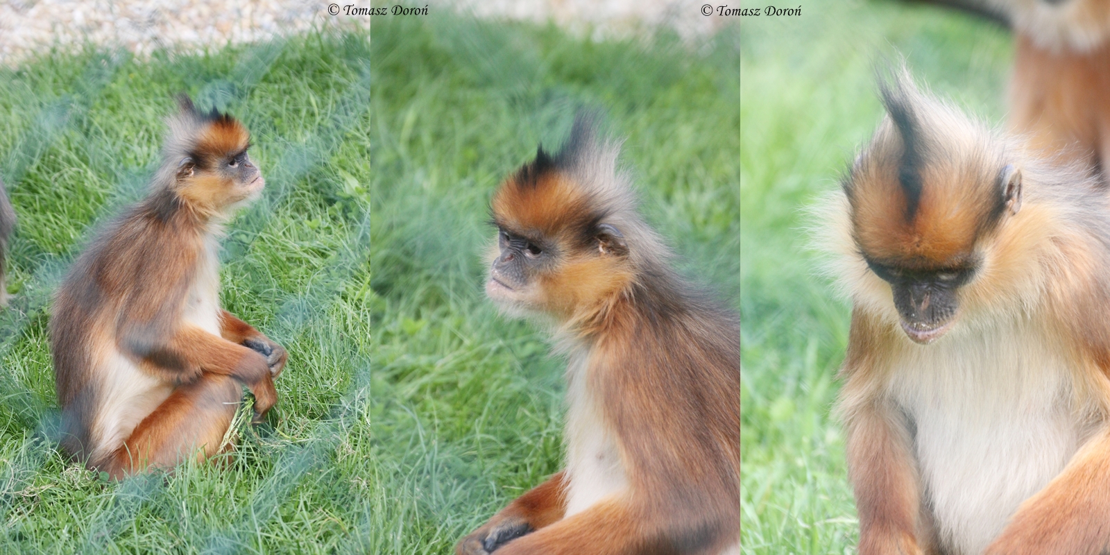 Langur ID please - taken at Owl & Monkey Haven, August 2011