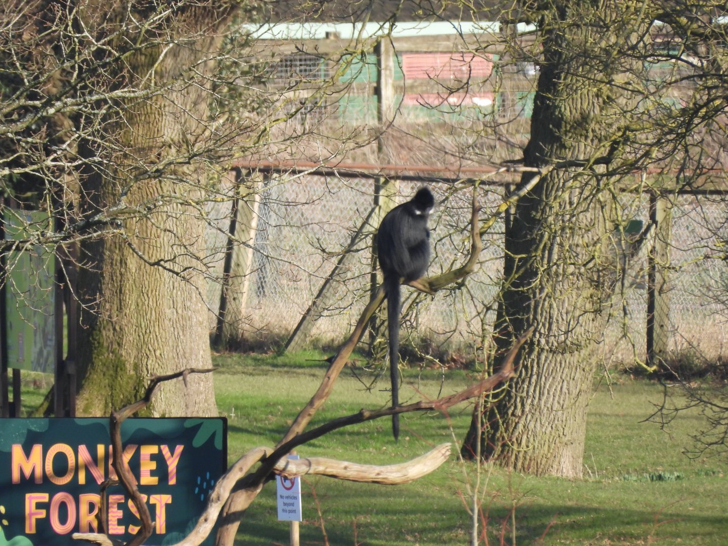 Langur in tree