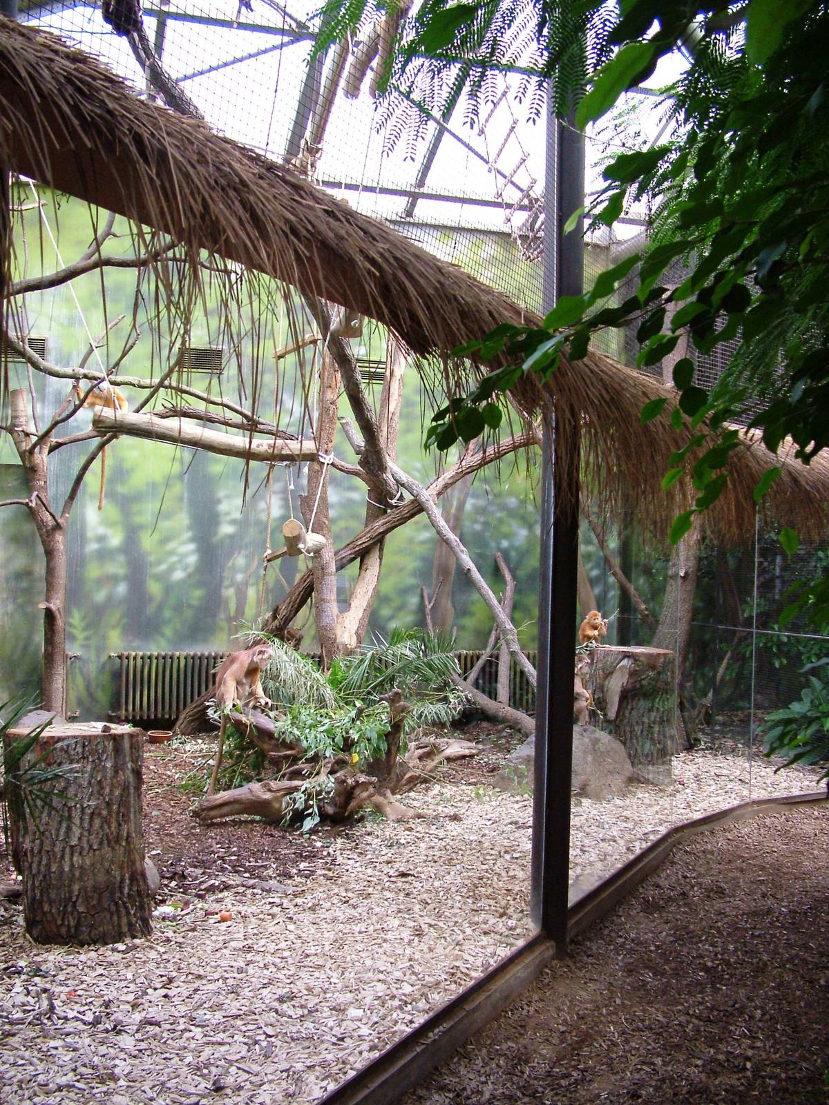 Langur Indoor Exhibit at Dvur Kralove, 27/08/12