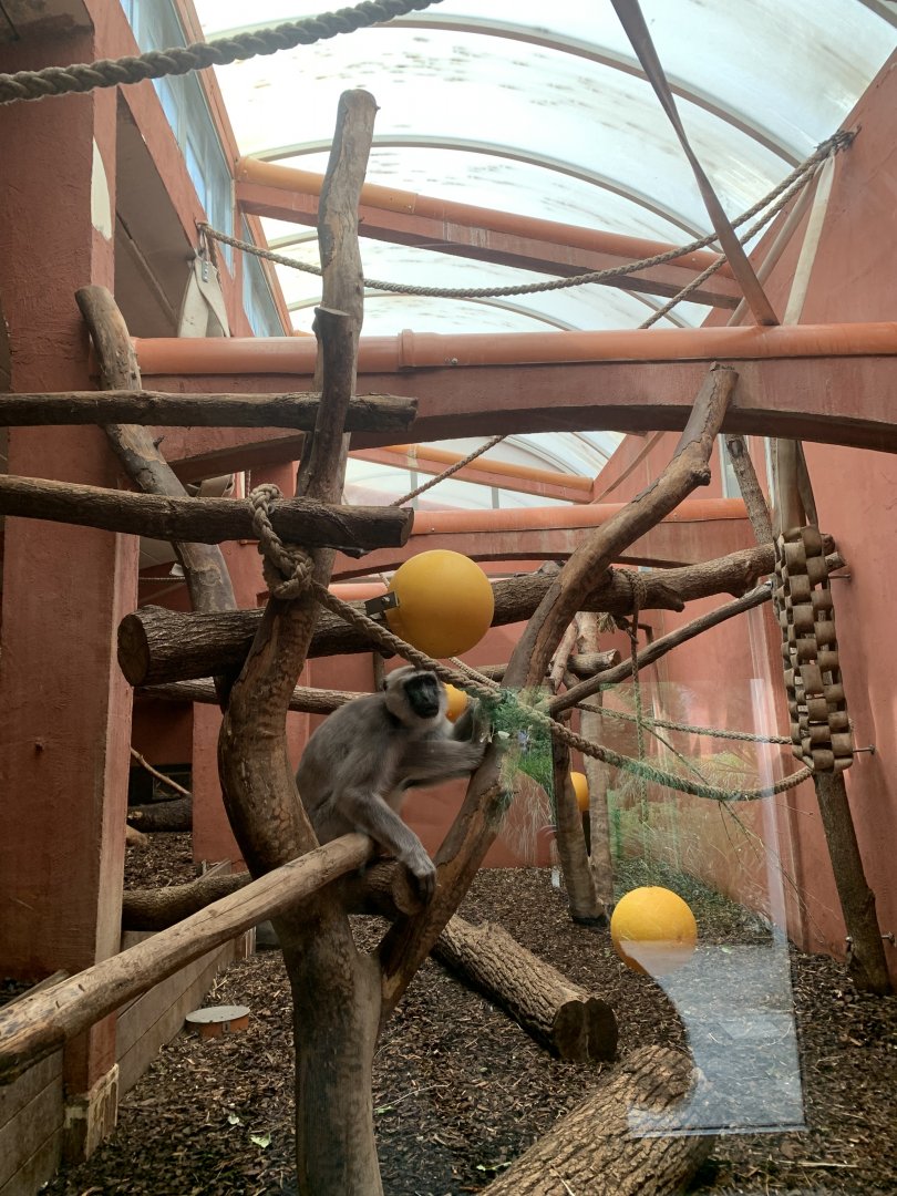 Langur indoor exhibit