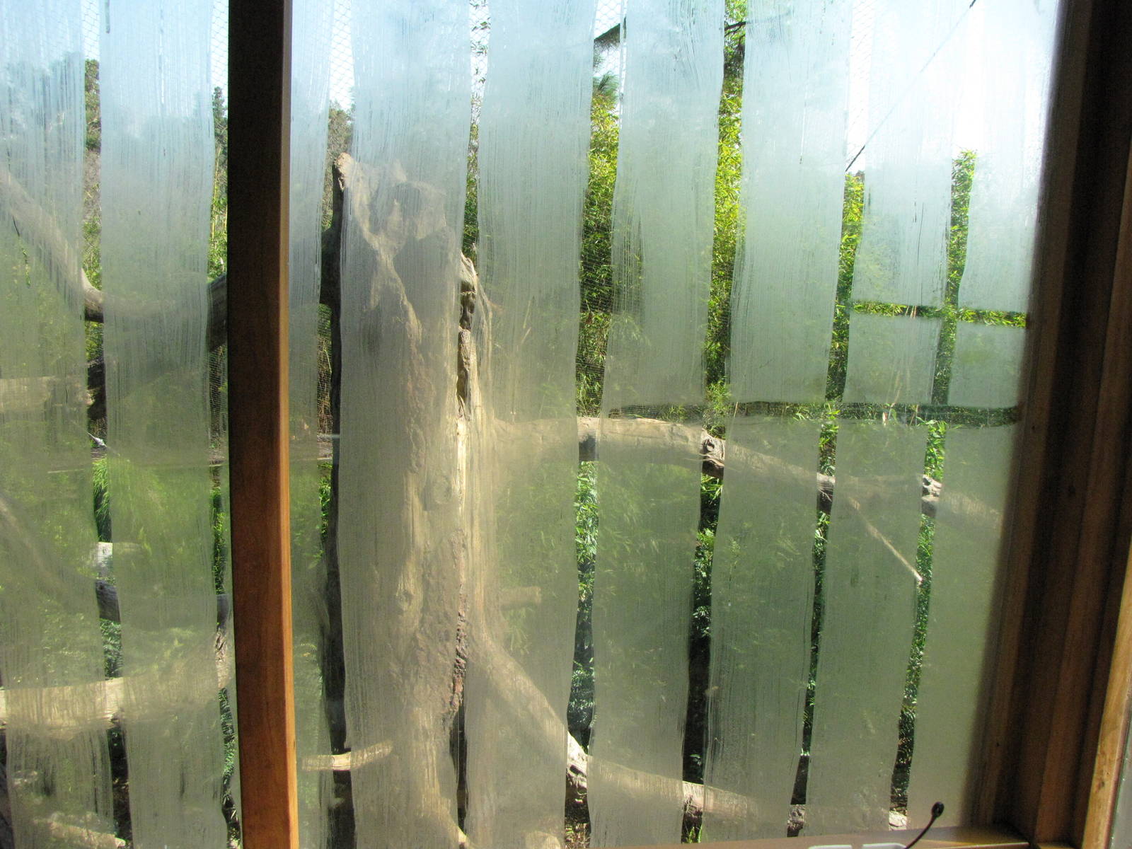 Langur/Muntjac/Pheasant Habitat Glass Temporarily Covered