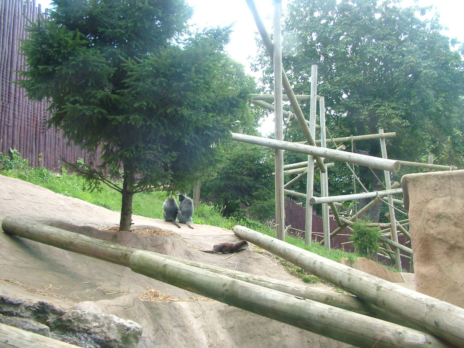 Langur/Otter/Binturong Mixed Exhibit at Colchester, 28/08/10